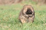 CHOW CHOW 305
